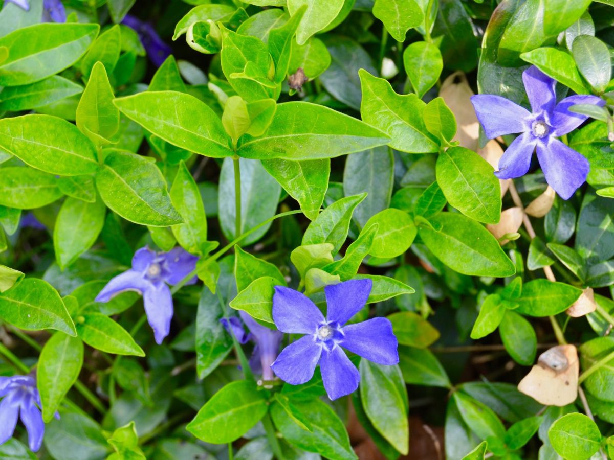 De lente, een nieuw&nbsp;begin.